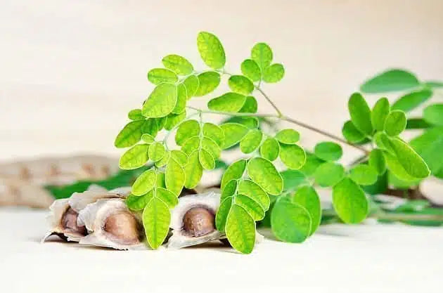 Moringa dove comprarla e come sceglierla