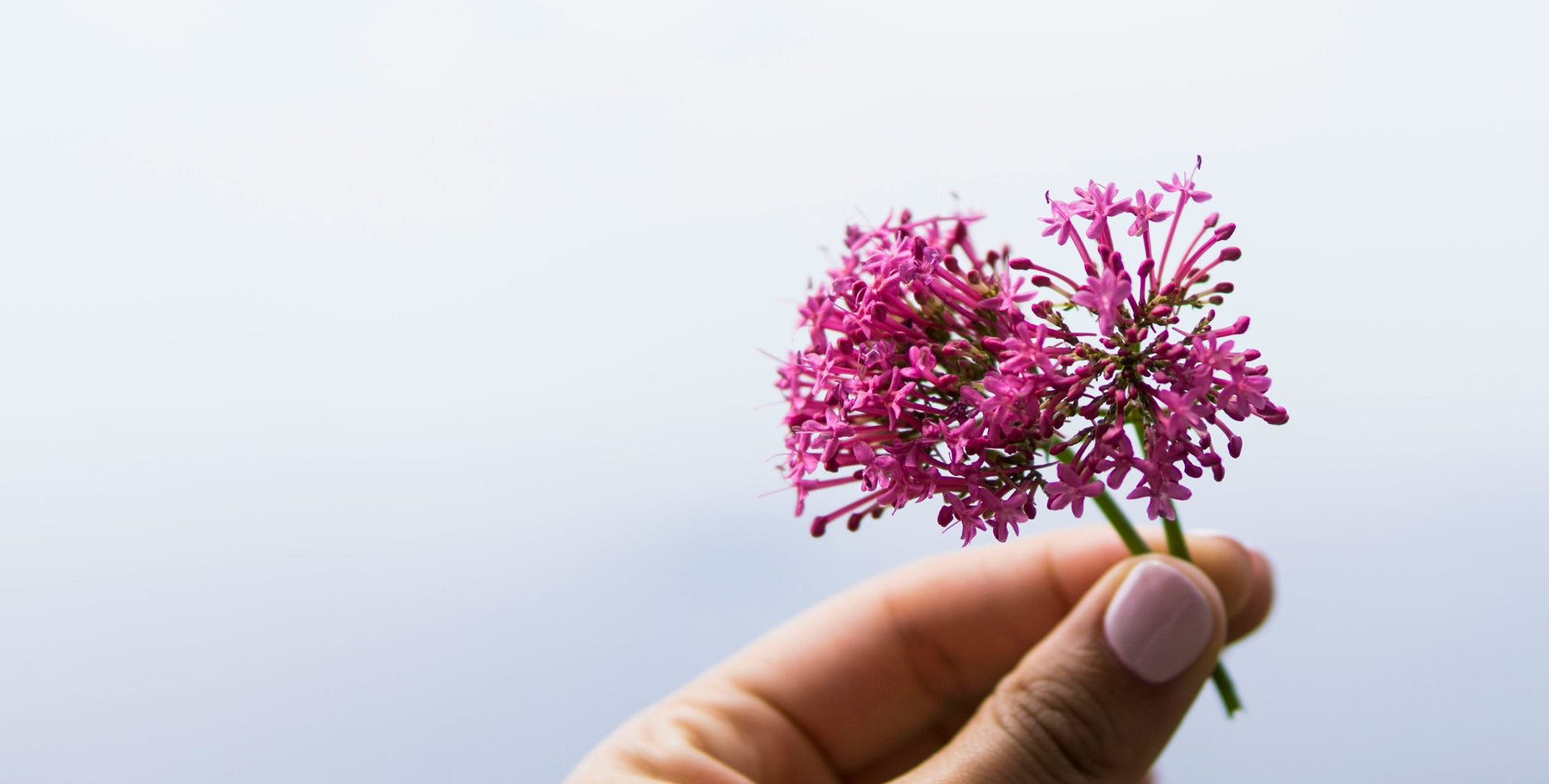 Valeriana per dormire: benefici e controindicazioni da conoscere per un riposo naturale