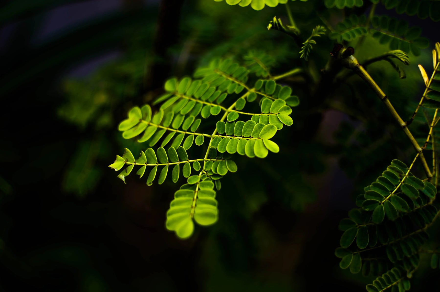 Moringa in allattamento e post-partum: benefici e sicurezza