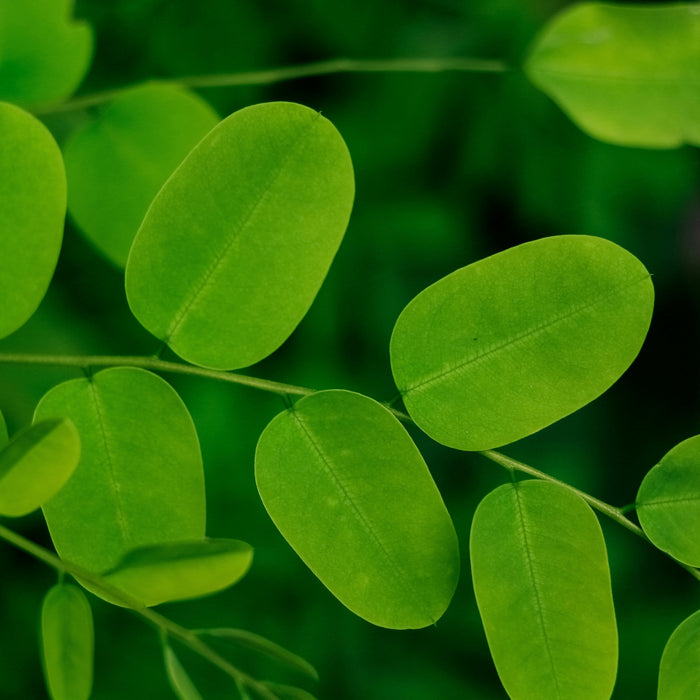 Quale Moringa scegliere e perché: guida pratica ai migliori prodotti