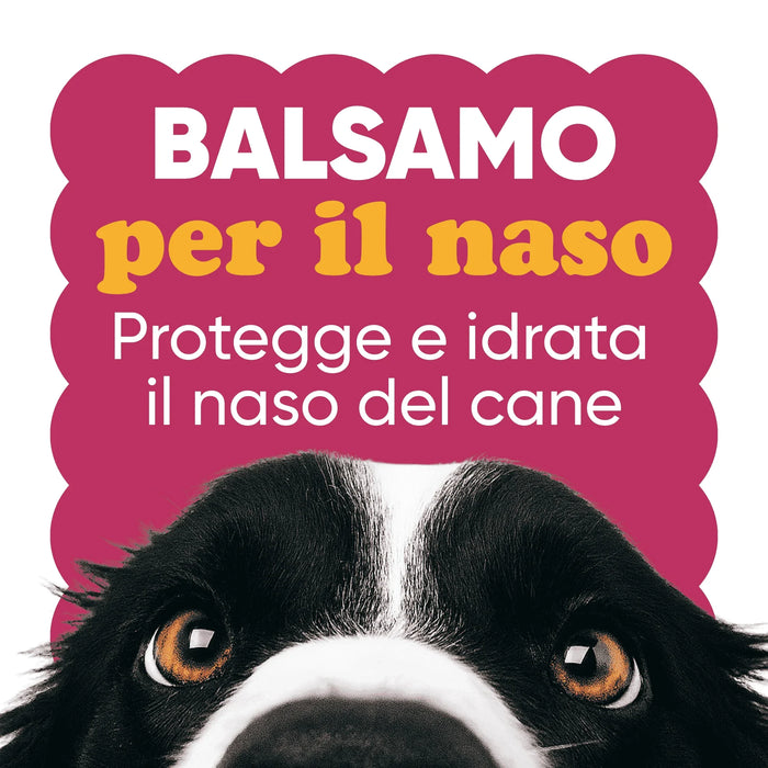 Neusbalsem Wellwoof: beschermt en hydrateert de hondenneus, met de ogen van een border collie in close-up