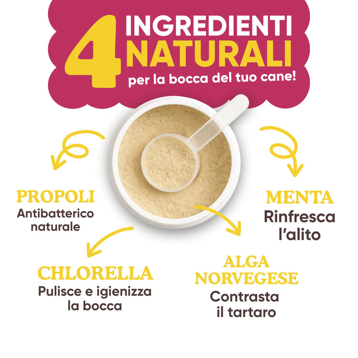 De 4 natuurlijke ingrediënten van Oral Care Wellwoof: propolis, chlorella, munt en Noors zeewier Ascophyllum nodosum