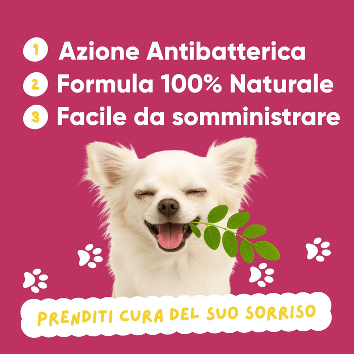 Lachende chihuahua met moringablad: Oral Care Wellwoof werkt antibacterieel, 100% natuurlijke formule, makkelijk te geven