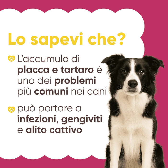 Border collie, infographic Wist je dat: plak en tandsteen bij honden kunnen leiden tot infecties, gingivitis en slechte adem