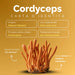 Identiteitskaart van Cordyceps: Tibetaanse hoogvlakten, cordycepine, 40% polysachariden