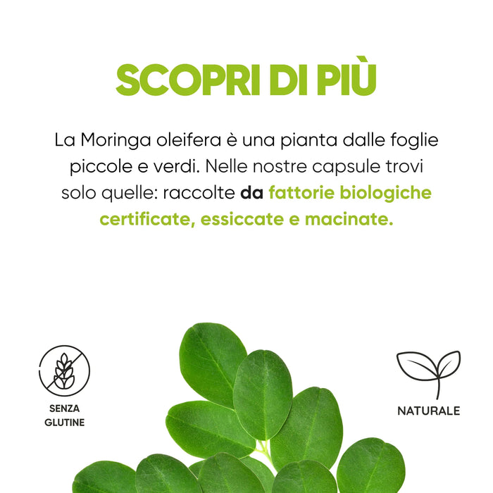 Foglie di Moringa oleifera da fattorie biologiche certificate, essiccate e macinate