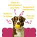 Hond met gele bal: voordelen van de Wellwoof-multivitamine voor honden – botten, weerstand, stofwisseling, glanzende vacht