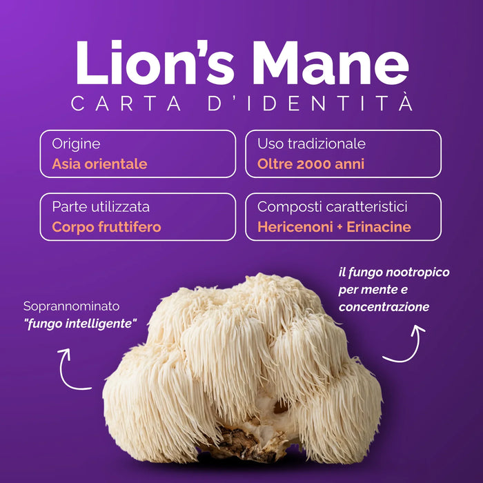 Identiteitskaart van de Lion's Mane: vruchtlichaam, hericenonen en erinacines